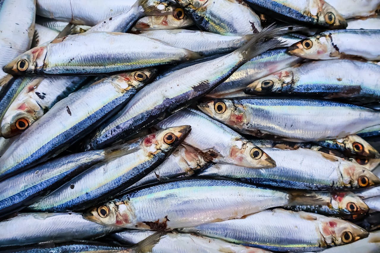 Close-up view of fresh sardines stacked in a vibrant market display, showcasing their shiny scales and details.